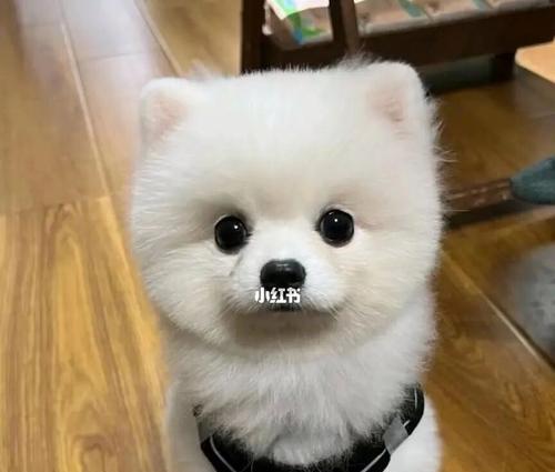 如何给三个月的博美小狗喂食狗粮（博美小狗的饮食需求与喂养技巧）