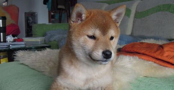 三个月的柴犬如何选择合适的狗粮？（宠物犬健康的保障，从狗粮开始！）