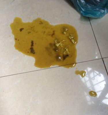 宠物大便指南（掌握这些关键点，让你更好地关爱你的爱宠）