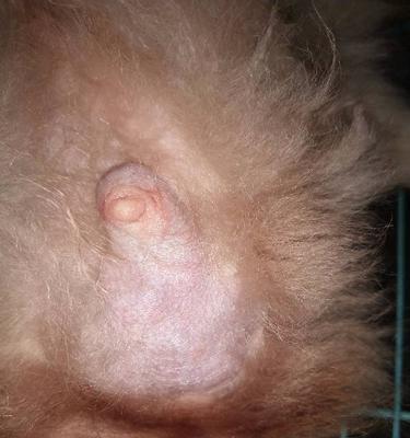 狗狗乳头红的原因（探究夏天狗狗乳头红的可能原因）