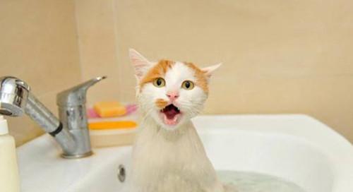 小猫洗澡的正确方式（让宠物更健康、更美丽、更舒适）