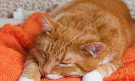 小猫打喷嚏？宠物照护的健康秘诀（如何帮助小猫摆脱打喷嚏的困扰？）