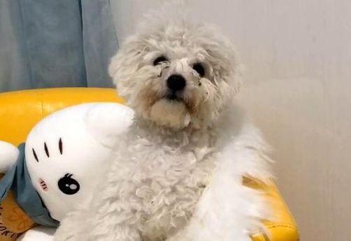 贵宾犬养护指南（以一个月的贵宾犬怎么照顾好为例）