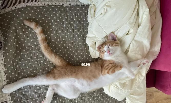 怎样帮助宠物小猫养成健康的睡眠习惯（一月小猫总是睡觉，你需要知道的15件事）