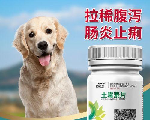 狗吃消炎药的饮食注意事项