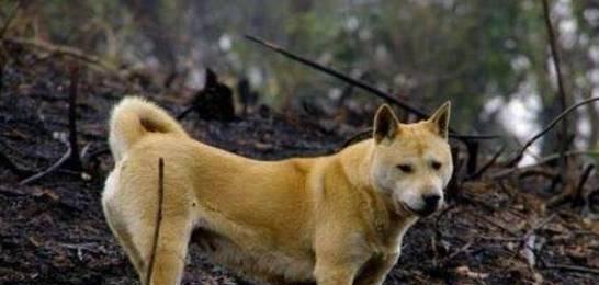 苏格兰牧羊犬生病征兆大揭秘（如何发现苏牧生病征兆及如何应对）