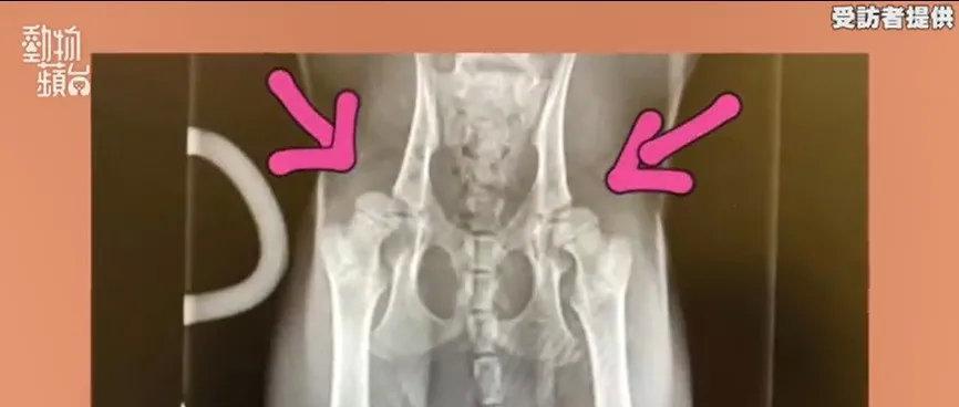 狗狗股骨骨折错位是否能自愈（宠物养护）