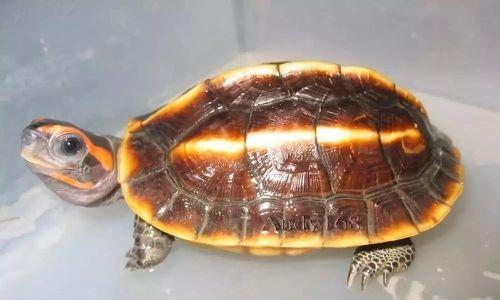 红冠棱背龟的饲养方法（了解红冠棱背龟，让它成为您的好伴侣）