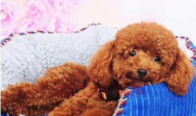训练泰迪犬的奖惩制度（以宠物为主，科学规划训练计划）