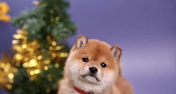 带犬出行（宠物与外界的接触时间、适龄要求、养护方式等问题一一详解）