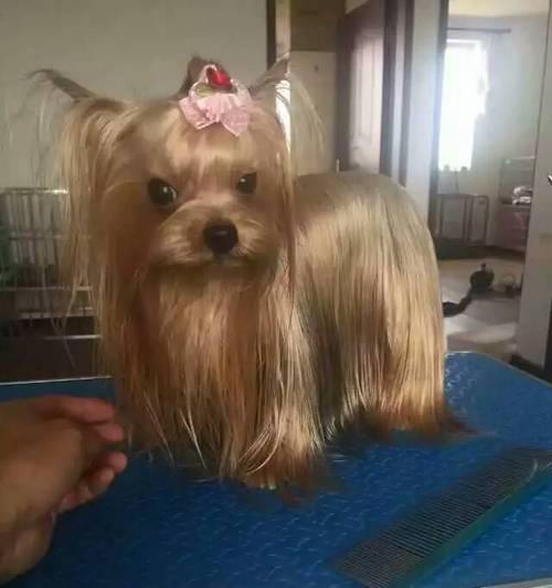 如何正确地护理你的约克夏犬（从喂食到梳毛，关爱你的宠物需注意的小技巧）