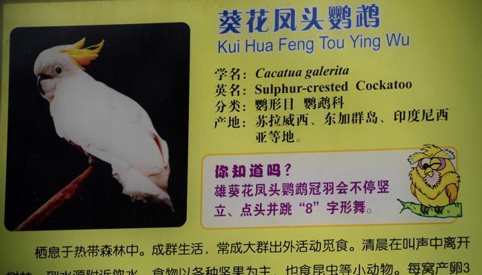 饲养鲜红胸鹦鹉的注意事项（打造一个舒适的生活环境）