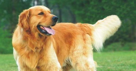 犬只能喂八成饱的原因（探究宠物饲养中的饮食安排与健康保障）