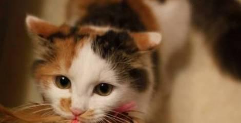 探秘小猫的耳朵（一窥猫咪耳朵的奥秘）