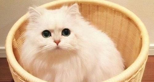 猫咪怀孕期间的饮食禁忌（宠物猫咪怀孕能吃什么？关注这些食物！）