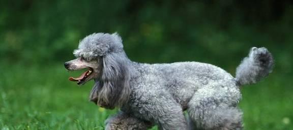 贵宾犬口臭的解决方案（让你的爱犬重拾清新呼吸的小技巧）