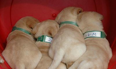 如何护理刚出生的拉布拉多幼犬（宠爱无限，呵护细心，让你的幼犬健康成长）