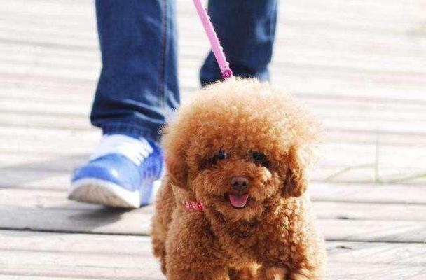 贵宾犬的饲养方法（从喂食到训练，全面了解贵宾犬的饲养）
