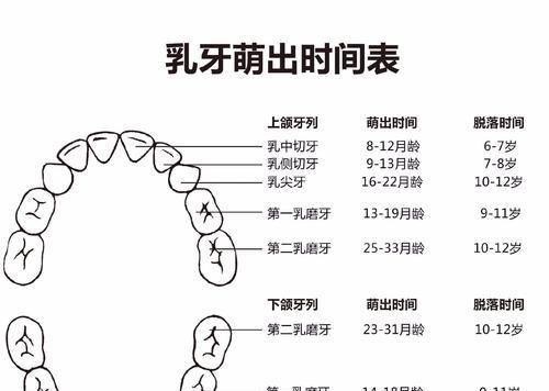 宠物喜乐蒂的毛发生长与换毛：一年四季的毛发管理