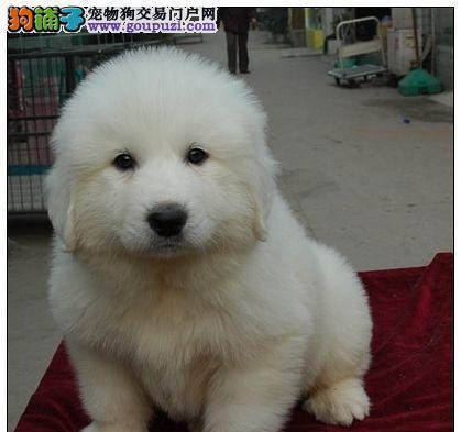 如何合理养护大白熊犬（以宠物为主，让你的大白熊犬健康成长）