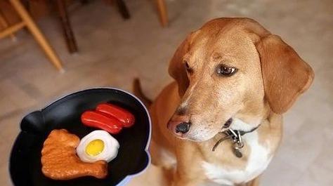 狗狗挑食怎么办？（详解狗狗挑食的原因及解决办法）