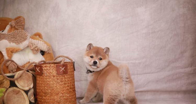 如何治疗以柴犬小便异常为主的宠物疾病？