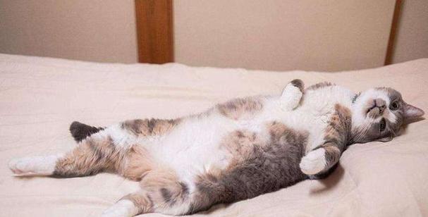 当宠物猫在床上尿时，这意味着什么？（了解宠物猫在床上尿的原因与解决方法）
