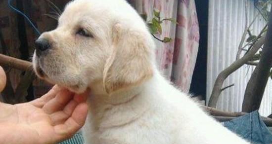 高加索幼犬呕吐拉稀怎么办？（以宠物为主，教你如何处理。）