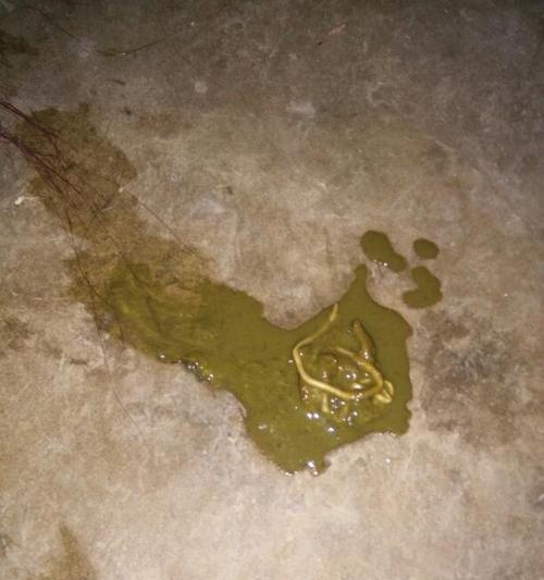 狗狗感染蛔虫病怎么办？（宠物爱护手册，让你了解如何预防和治疗蛔虫病）