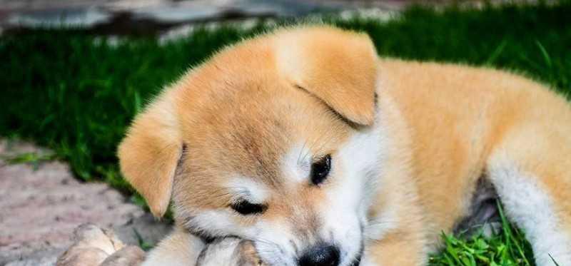 秋田犬——最忠诚的宠物伴侣（了解秋田犬的基础知识，打造完美宠物生活）