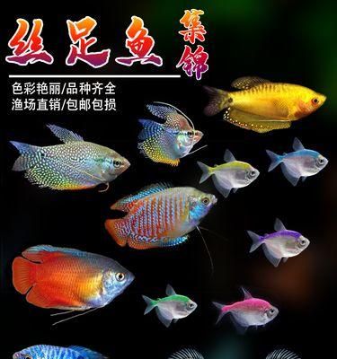 珍珠马甲的饲养方法（珍珠马甲的生态习性及饲养技巧）