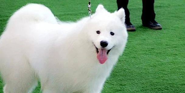 萌犬美颜大作战（7项程序让你的萨摩耶变身超模）