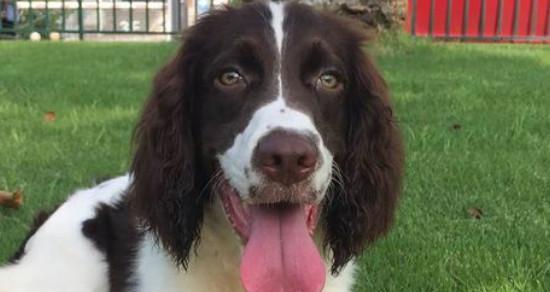 训练英国斯宾格犬的秘诀（从宠物到顶级工作犬，掌握最佳训练技巧）