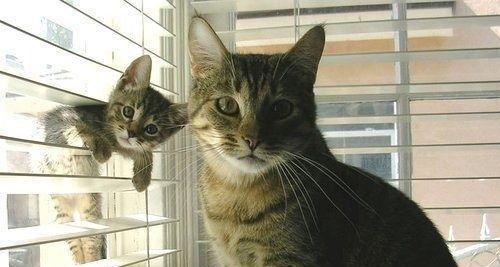 领养猫，大猫还是小猫更适合？（探讨以领养大猫还是小猫为主的宠物选择）