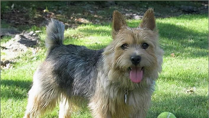 如何梳理卷毛巡回猎犬的被毛（宠物之道）
