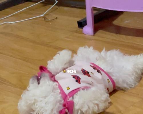 掌握狗狗翻滚的多种方法（掌握狗狗翻滚的多种方法）