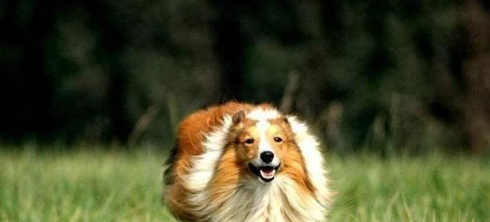 喜乐蒂犬脱毛？不用担心，这些方法能帮您解决！（缓解喜乐蒂犬脱毛的5种方法，让您的宠物焕发青春活力。）
