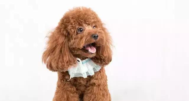 如何为你的贵宾犬做美容（全面指南教你如何让你的宠物成为最美丽的贵宾犬）