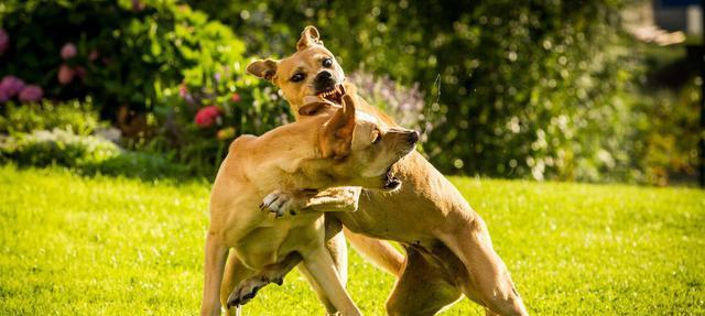 如何训练比特犬的力量（以宠物为主，从日常训练到特殊技巧掌握）