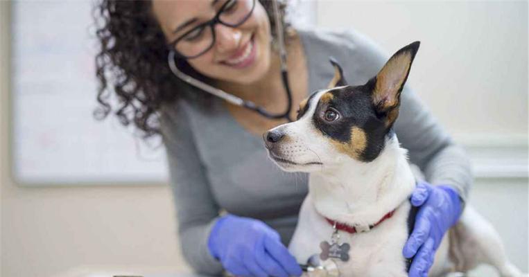 如何让宠物狗远离静电的困扰（让你的爱犬不再受到静电的干扰）