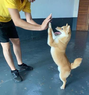 宠物健康问题——以柴犬排便出血为例（了解原因，及时治疗，让爱宠健康快乐）