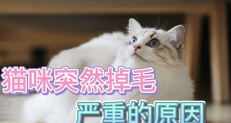 猫咪大量掉毛的原因剖析（掌握关键原因，给宠物更好的保护）