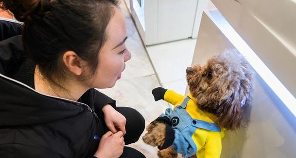 如何为宠物泰迪犬制定适当的锻炼计划？（泰迪犬锻炼计划制定，让它保持健康活力！）