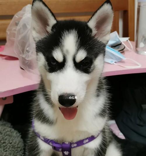 不一样的北极犬——阿拉斯加雪橇犬（了解这个和哈士奇长得很像的宠物犬种，追寻北极冒险之旅）