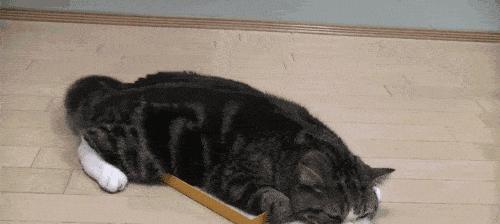 猫咪为何会甩尾巴（探究猫咪甩尾巴上下敲打的原因和含义）