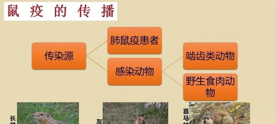 如何科学地饲养棱皮龟（掌握正确的饲养方法，让棱皮龟健康成长）