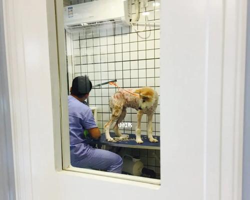 秋田犬脓皮病的诊疗方法（了解秋田犬皮肤病，关爱宠物健康）