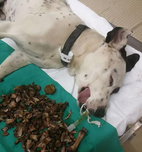 两个月大的小狗狗能否吃猪骨头？（宠物主人必看，关于小狗狗食物安全的重要提示！）