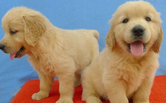 金毛犬断奶时间的最佳选择（以宠物为主，让金毛幼犬更健康成长）