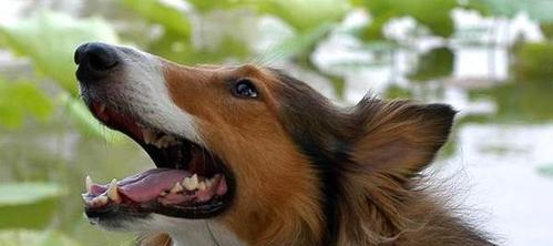 如何正确护理苏格兰牧羊犬的指甲？（宠物爱护必备，指甲护理技巧大揭秘！）